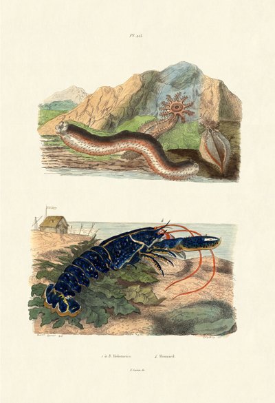 Sea Cucumbers by French School